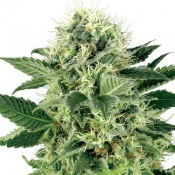Semillas Luz del Sur (Northern Light) Feminizada